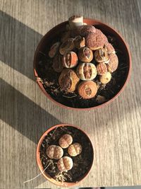 Lithops plants