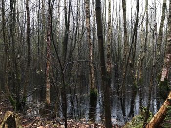 Scenic view of forest