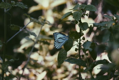 Close-up of butterfly on plant