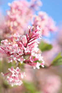 Close-up of pink cherry blossoms