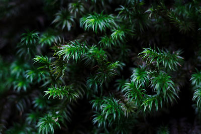 Close-up of pine tree