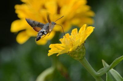 Close-up of butterfly pollinating on yellow flower