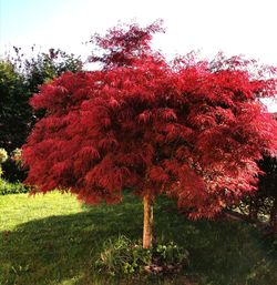 Red flowering trees in park during autumn