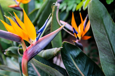 Close-up of yellow flower