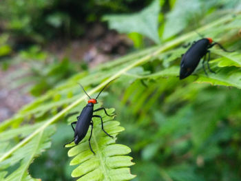 Close-up of insect on leaf
