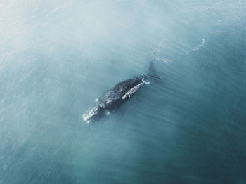 High angle view of whale swimming in sea