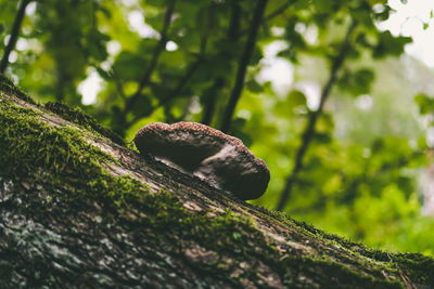 Low angle view of moss on tree trunk