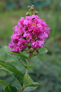 Close-up of pink flowering plant