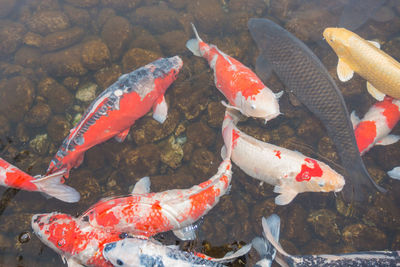 High angle view of koi fish in sea