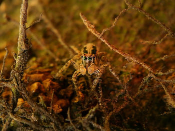 Close-up of spider on field