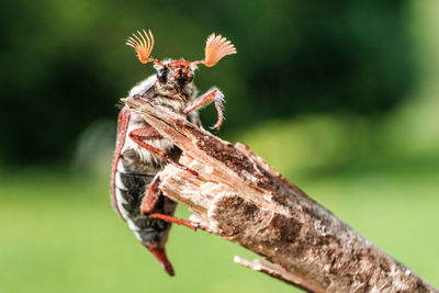 Close-up of butterfly on plant