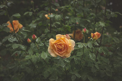 Close-up of roses blooming outdoors