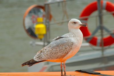 Close-up of seagull perching on railing