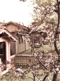 Close-up of flowers on tree