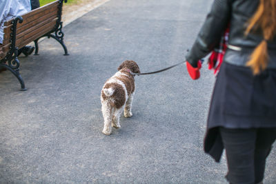 Midsection of woman with dog walking on road in city