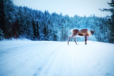 Side view of moose standing on snow covered landscape