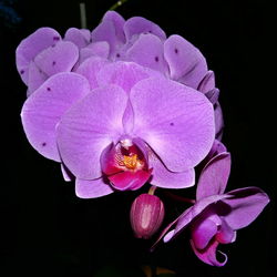 Close-up of pink flowers against black background