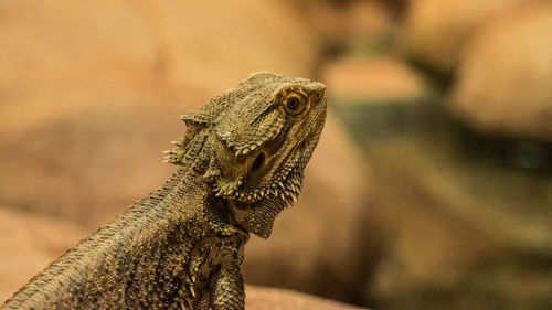 Close-up of a lizard