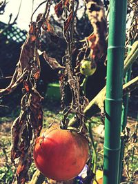 Close-up of fruits hanging on tree