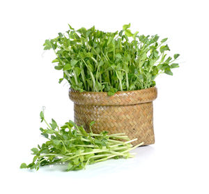 Close-up of fresh green plant against white background