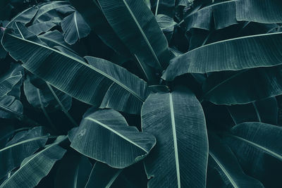 Green banana leaf background