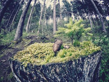 View of tree in forest