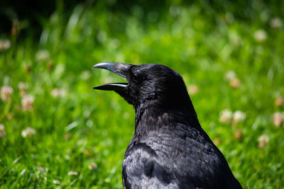 Close-up of a bird