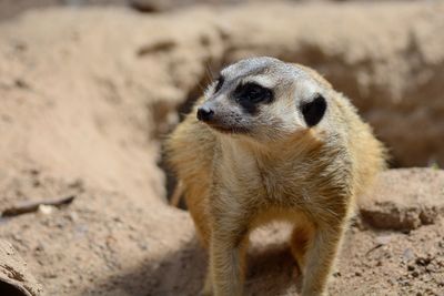 Close-up of meerkat on field