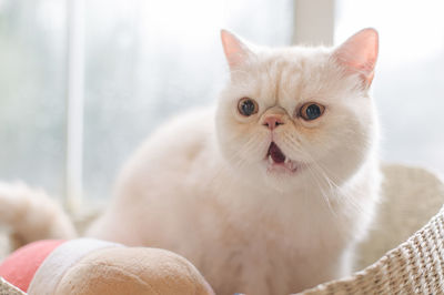 Close-up of persian cat in pet bed