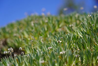 Close-up of fresh plants on field against sky