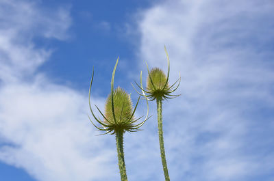 Low angle view of plant against sky