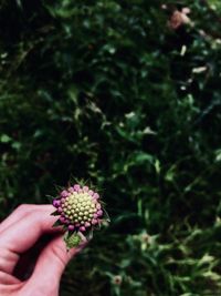 Close-up of hand holding flowering plant