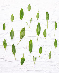 Directly above shot of green leaves on white table