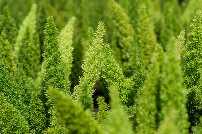 Close-up of fresh green plant