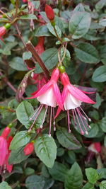 Close-up of pink flowering plant