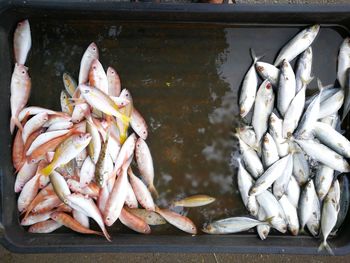 Close-up of fishes fish