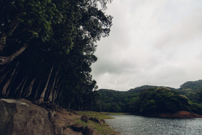 Scenic view of river amidst trees against sky