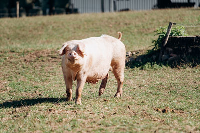 Portrait of sheep standing in a field