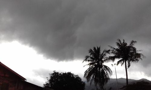 Low angle view of palm trees against cloudy sky