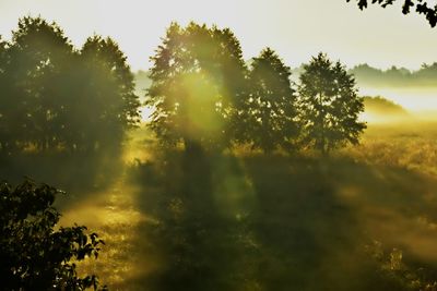 Trees on landscape against sky