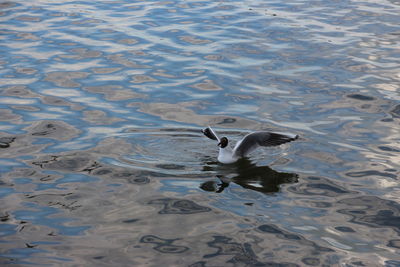 High angle view of duck swimming in lake