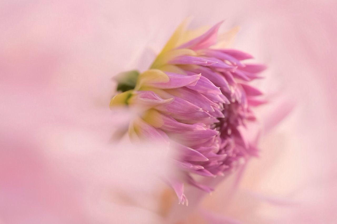 flower, beauty in nature, fragility, flower head, petal, nature, freshness, close-up, growth, pink color, springtime, plant, blossom, no people, pollen, outdoors, day, pistil