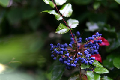 Close-up of purple flowering plant