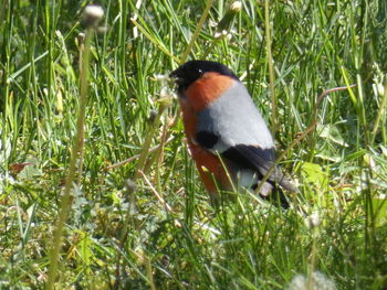 Close-up of bird perching on grass