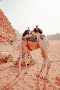 Camel on sand at desert