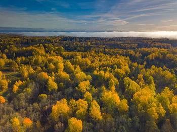 High angle view of trees on landscape against sky