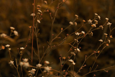 Close-up of dry plant on field