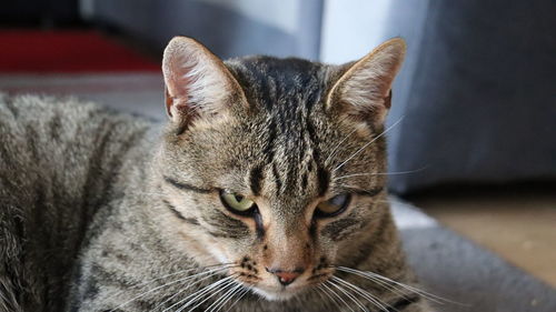 Close-up portrait of a cat