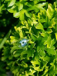 High angle view of green leaf