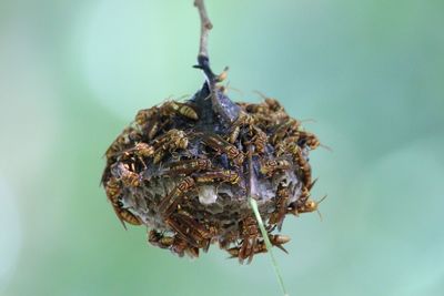 Close-up of hornets on nest